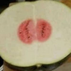 Meet your Posher, Abigail